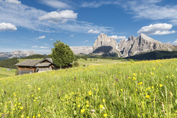 Alpe di Siusi/Seiser Alm, Dolomites, South Tyrol, Italy.