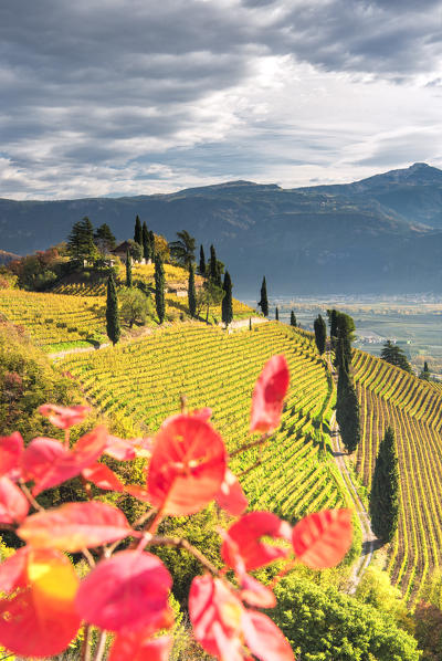 Termeno / Tramin, province of Bolzano, South Tyrol, Italy, Europe. The hill of Kastelaz with his vineyards