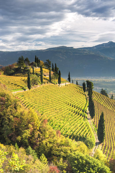 Termeno / Tramin, province of Bolzano, South Tyrol, Italy, Europe. The hill of Kastelaz with his vineyards