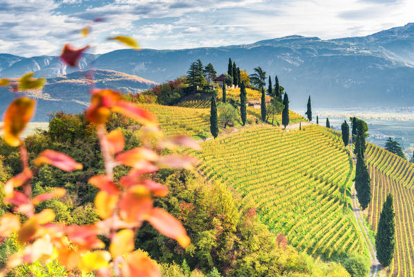 Termeno / Tramin, province of Bolzano, South Tyrol, Italy, Europe. The hill of Kastelaz with his vineyards