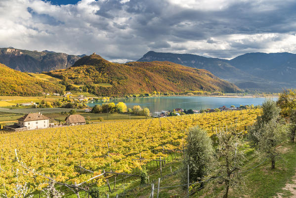 Caldaro / Kaltern, province of Bolzano, South Tyrol, Italy. Vineyards above the Lake Caldaro