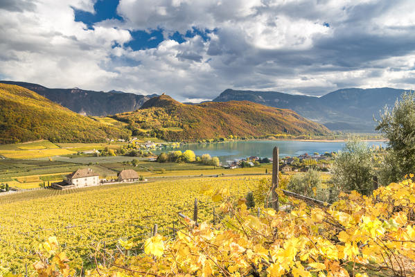 Caldaro / Kaltern, province of Bolzano, South Tyrol, Italy. Vineyards above the Lake Caldaro