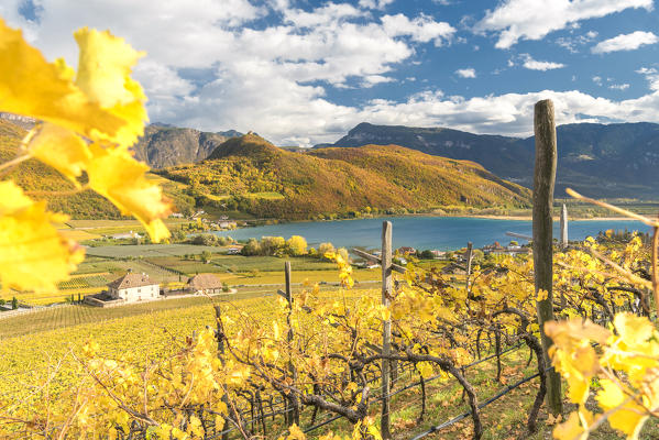 Caldaro / Kaltern, province of Bolzano, South Tyrol, Italy. Vineyards above the Lake Caldaro