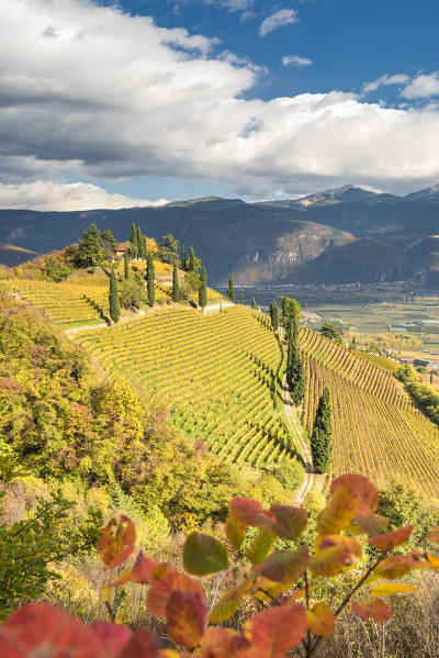 Termeno / Tramin, province of Bolzano, South Tyrol, Italy, Europe. The hill of Kastelaz with his vineyards