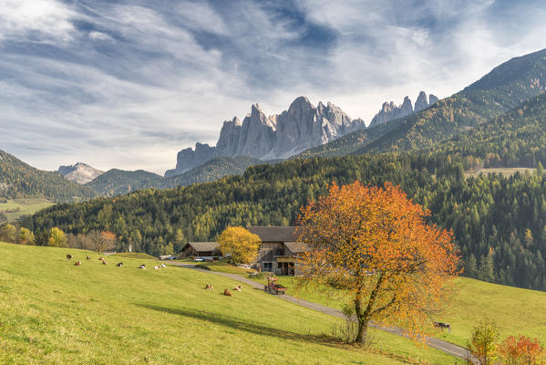 Funes Valley, Dolomites, province of Bolzano, South Tyrol, Italy. Autumn colors in the Funes Valley with the Odle peaks in the background