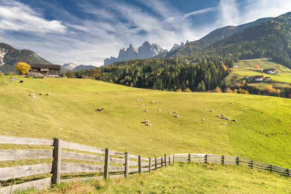 Funes Valley, Dolomites, province of Bolzano, South Tyrol, Italy. The  ancient sheep breed 