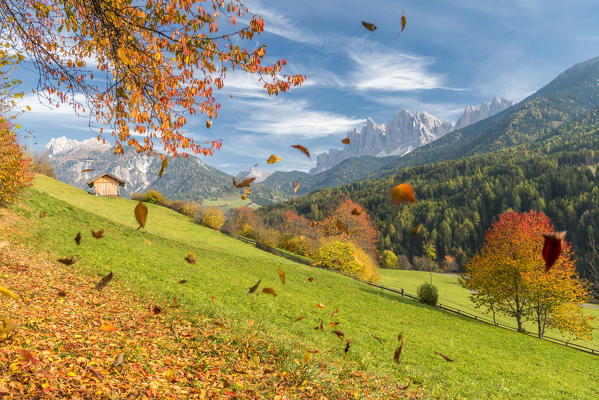 Funes Valley, Dolomites, province of Bolzano, South Tyrol, Italy. Autumn colors in the Funes Valley with the Odle peaks in the background