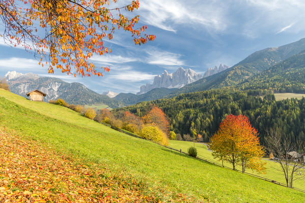 Funes Valley, Dolomites, province of Bolzano, South Tyrol, Italy. Autumn colors in the Funes Valley with the Odle peaks in the background