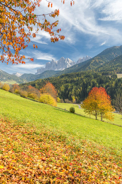 Funes Valley, Dolomites, province of Bolzano, South Tyrol, Italy. Autumn colors in the Funes Valley with the Odle peaks in the background