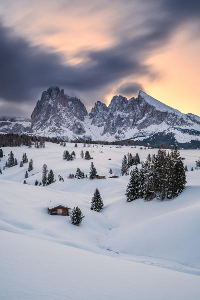 Alpe di Siusi/Seiser Alm, Dolomites, South Tyrol, Italy. Sunrise on the Alpe di Siusi / Seiser Alm with the peaks of Sassolungo / Langkofel and Sassopiatto / Plattkofel