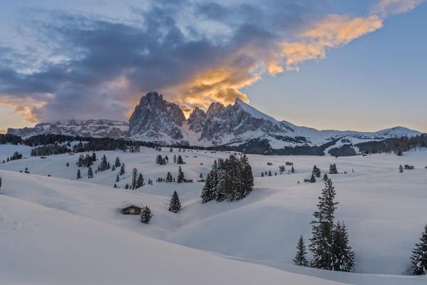 Alpe di Siusi/Seiser Alm, Dolomites, South Tyrol, Italy. Sunrise on the Alpe di Siusi / Seiser Alm with the peaks of Sassolungo / Langkofel and Sassopiatto / Plattkofel