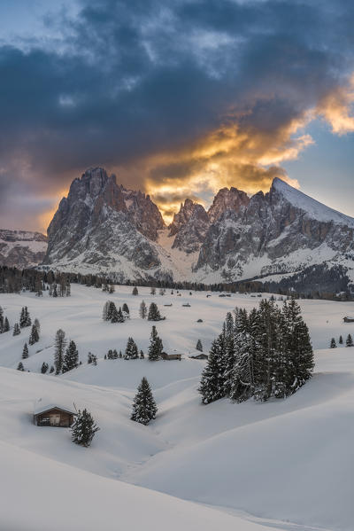 Alpe di Siusi/Seiser Alm, Dolomites, South Tyrol, Italy. Sunrise on the Alpe di Siusi / Seiser Alm with the peaks of Sassolungo / Langkofel and Sassopiatto / Plattkofel