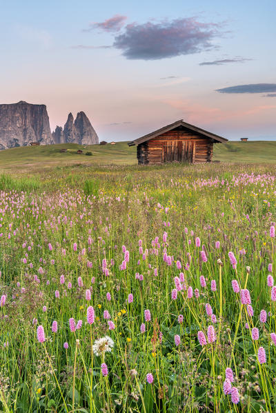 Alpe di Siusi/Seiser Alm, Dolomites, South Tyrol, Italy. Sunrise on the Alpe di Siusi/Seiser Alm. In the background the peaks of Euringer and Santner