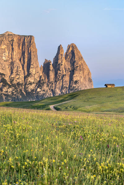 Alpe di Siusi/Seiser Alm, Dolomites, South Tyrol, Italy. Sunrise on the Alpe di Siusi/Seiser Alm. In the background the peaks of Euringer and Santner