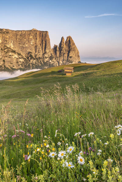 Alpe di Siusi/Seiser Alm, Dolomites, South Tyrol, Italy. Sunrise on the Alpe di Siusi/Seiser Alm. In the background the peaks of Euringer and Santner