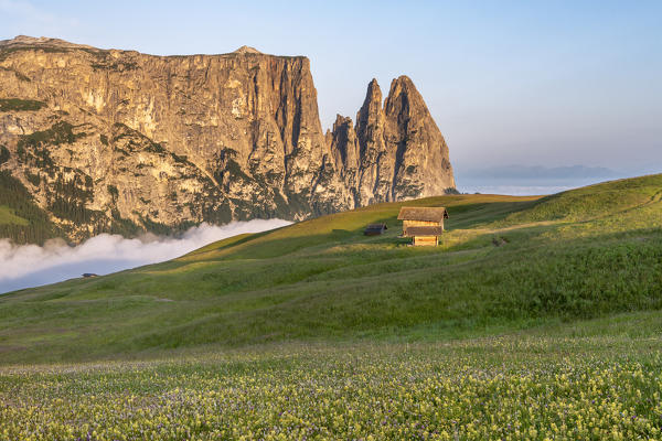 Alpe di Siusi/Seiser Alm, Dolomites, South Tyrol, Italy. Sunrise on the Alpe di Siusi/Seiser Alm. In the background the peaks of Euringer and Santner