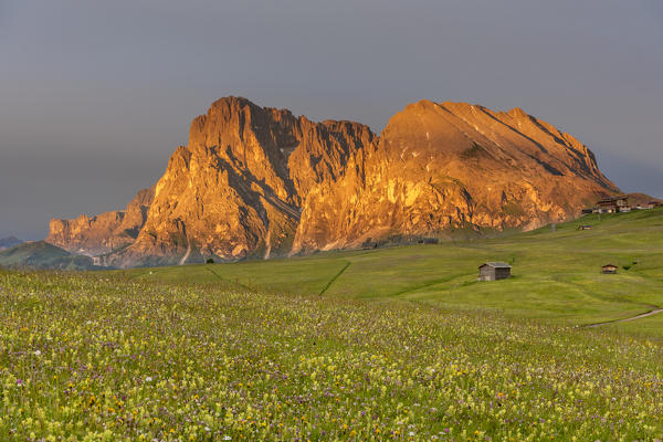 Alpe di Siusi/Seiser Alm, Dolomites, South Tyrol, Italy. Alpenglow on the Langkofel