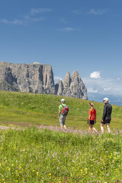 Alpe di Siusi/Seiser Alm, Dolomites, South Tyrol, Italy. Hiker on the Alpe di Siusi with the peaks of Sciliar, Euringer and Santner