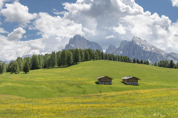 Alpe di Siusi/Seiser Alm, Dolomites, South Tyrol, Italy. 