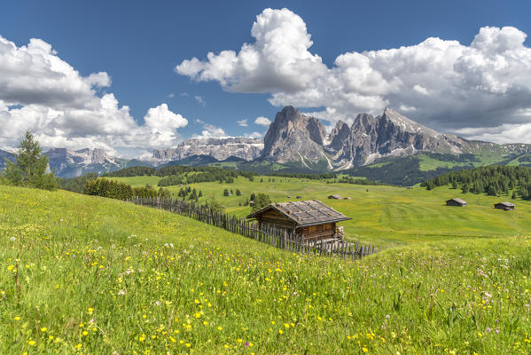 Alpe di Siusi/Seiser Alm, Dolomites, South Tyrol, Italy. 