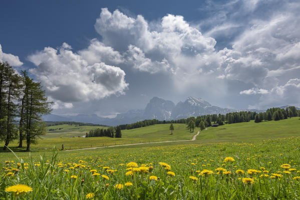 Alpe di Siusi/Seiser Alm, Dolomites, South Tyrol, Italy.