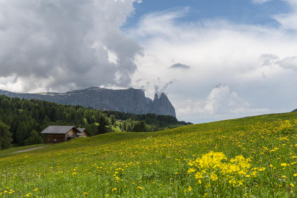 Alpe di Siusi/Seiser Alm, Dolomites, South Tyrol, Italy.