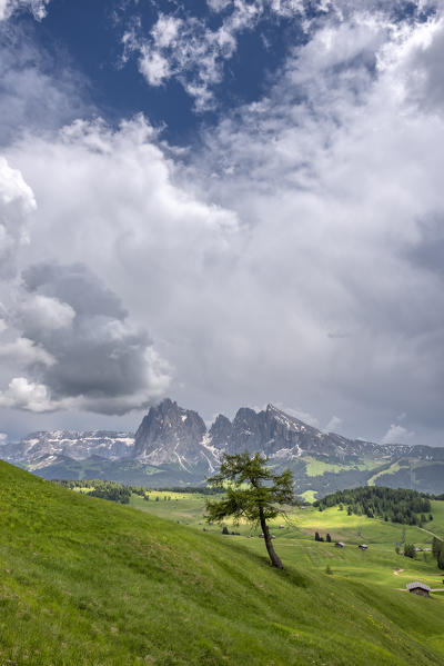 Alpe di Siusi/Seiser Alm, Dolomites, South Tyrol, Italy.