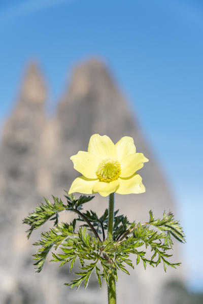 Alpe di Siusi/Seiser Alm, Dolomites, South Tyrol, Italy. Pulsatilla alpina