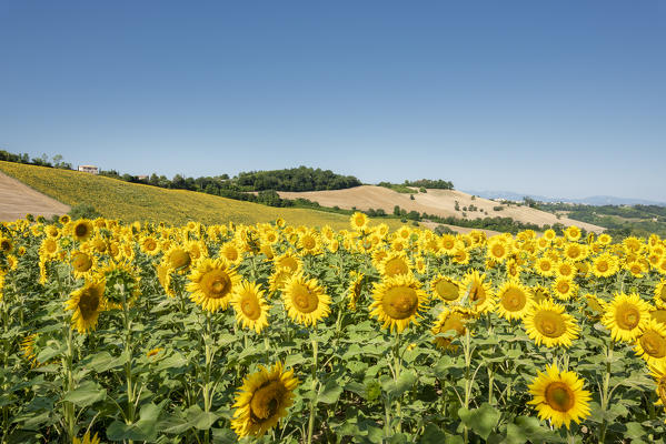 Sant' Isidoro, Monterubbiano, provinve of Fermo, Marche, Italy, Europe. Typical fields of the Marche, with cereal cultivation and sunflower fields