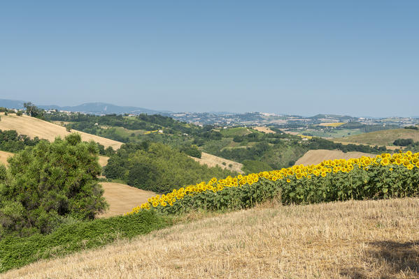 Sant' Isidoro, Monterubbiano, provinve of Fermo, Marche, Italy, Europe. Typical fields of the Marche, with cereal cultivation and sunflower fields