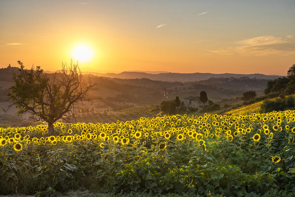 Montotto, Monterubbiano, province of Fermo, Marche, Italy, Europe. Sunset in the hills around the village of Petritoli