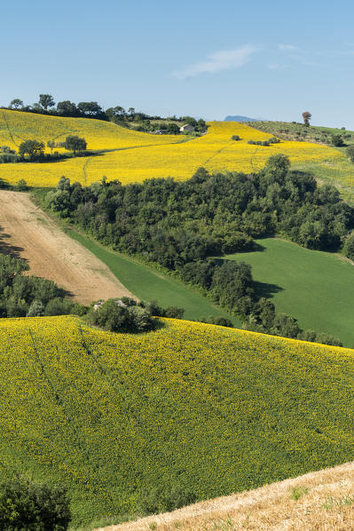 Sant' Isidoro, Monterubbiano, provinve of Fermo, Marche, Italy, Europe. Typical fields of the Marche, with cereal cultivation and sunflower fields