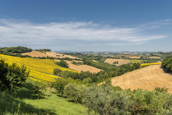 Sant' Isidoro, Monterubbiano, provinve of Fermo, Marche, Italy, Europe. Typical fields of the Marche, with grain cultivation and sunflower fields