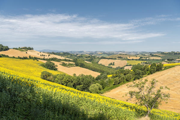 Sant' Isidoro, Monterubbiano, provinve of Fermo, Marche, Italy, Europe. Typical fields of the Marche, with cereal cultivation and sunflower fields