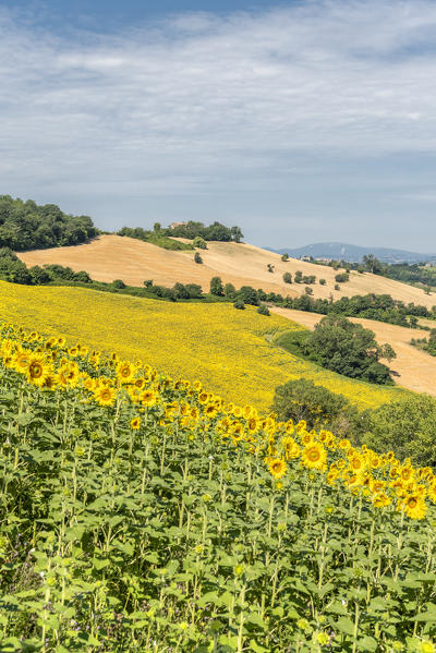 Sant' Isidoro, Monterubbiano, provinve of Fermo, Marche, Italy, Europe. Typical fields of the Marche, with cereal cultivation and sunflower fields