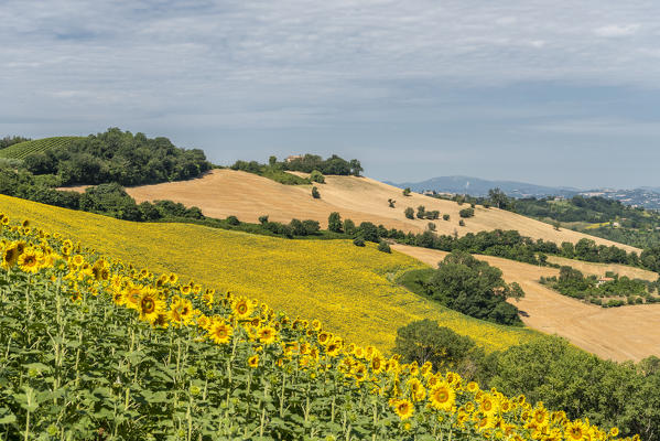 Sant' Isidoro, Monterubbiano, provinve of Fermo, Marche, Italy, Europe. Typical fields of the Marche, with cereal cultivation and sunflower fields