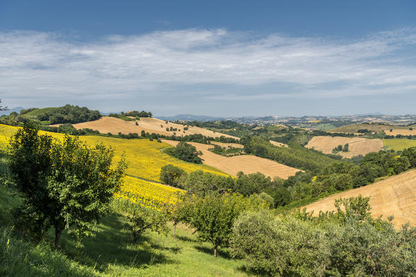 Sant' Isidoro, Monterubbiano, provinve of Fermo, Marche, Italy, Europe. Typical fields of the Marche, with cereal cultivation and sunflower fields