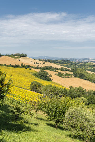 Sant' Isidoro, Monterubbiano, provinve of Fermo, Marche, Italy, Europe. Typical fields of the Marche, with cereal cultivation and sunflower fields