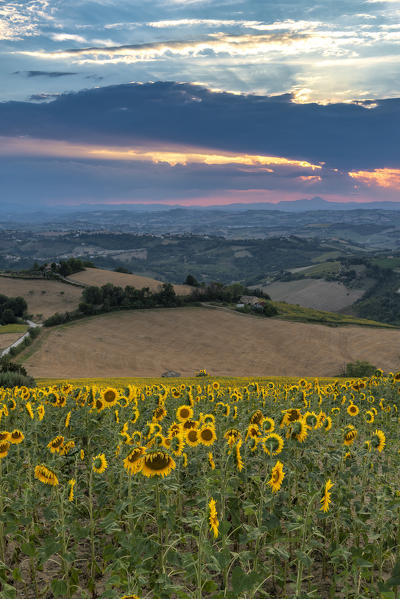 Monterubbiano, province of Fermo, Marche, Italy, Europe. Sunset in the hills around the village of Petritoli