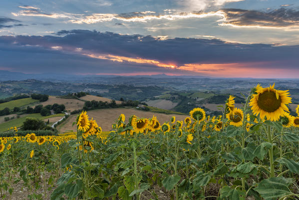 Monterubbiano, province of Fermo, Marche, Italy, Europe. Sunset in the hills around the village of Petritoli