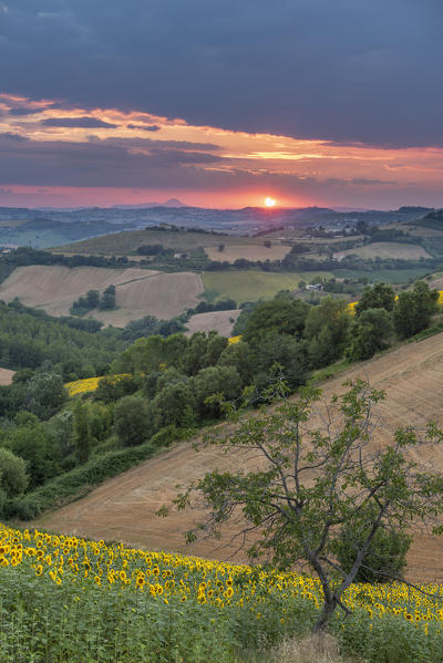 Sant' Isidoro, Monterubbiano, provinve of Fermo, Marche, Italy, Europe. Typical fields of the Marche at sunset, with cereal cultivation and sunflower fields