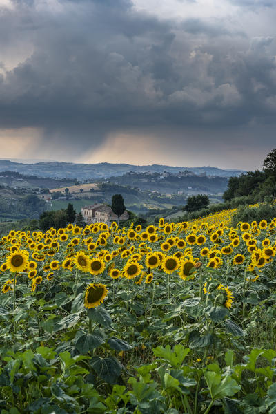 Montotto, Monterubbiano, province of Fermo, Marche, Italy, Europe.. Typical fields of the Marche with sunflower fields