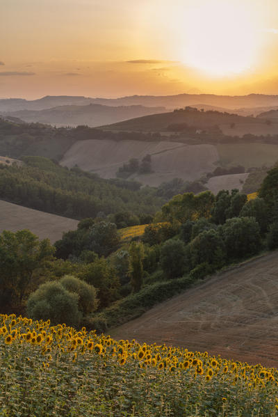 Sant' Isidoro, Monterubbiano, provinve of Fermo, Marche, Italy, Europe. Typical fields of the Marche at sunset, with cereal cultivation and sunflower fields