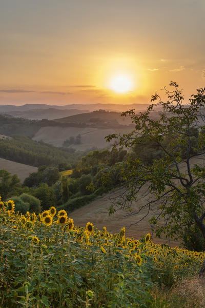 Sant' Isidoro, Monterubbiano, provinve of Fermo, Marche, Italy, Europe. Typical fields of the Marche at sunset, with cereal cultivation and sunflower fields