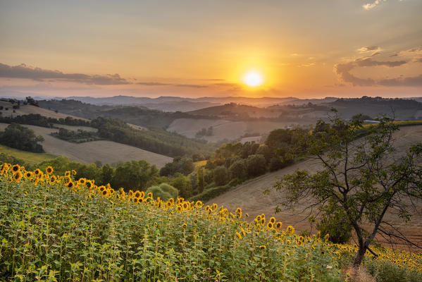 Sant' Isidoro, Monterubbiano, provinve of Fermo, Marche, Italy, Europe. Typical fields of the Marche at sunset, with cereal cultivation and sunflower fields