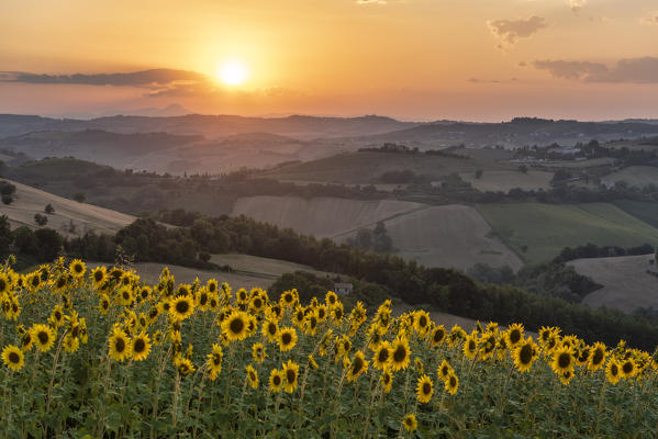 Sant' Isidoro, Monterubbiano, provinve of Fermo, Marche, Italy, Europe. Typical fields of the Marche at sunset, with cereal cultivation and sunflower fields