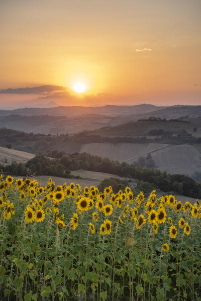 Sant' Isidoro, Monterubbiano, provinve of Fermo, Marche, Italy, Europe. Typical fields of the Marche at sunset, with cereal cultivation and sunflower fields