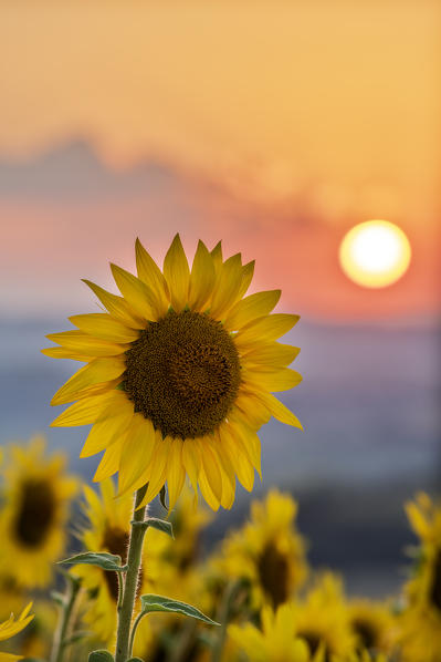 Sant' Isidoro, Monterubbiano, provinve of Fermo, Marche, Italy, Europe. Sunflowers at sunset