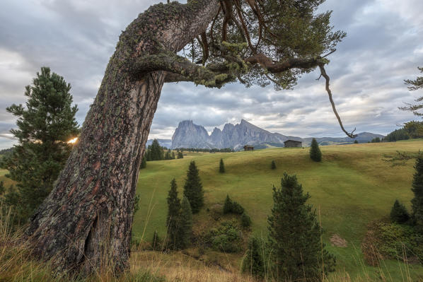 Alpe di Siusi/Seiser Alm, Dolomites, South Tyrol, Italy. 
Sunrise on the Alpe di Siusi with Sassolungo and Sassopiatto in the background