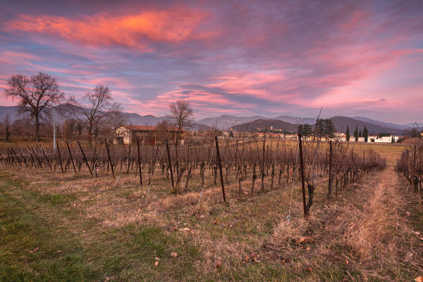 Vineyards in Franciacorta at sunset in Winter season, Brescia province, Lombardy district, Italy, Europe